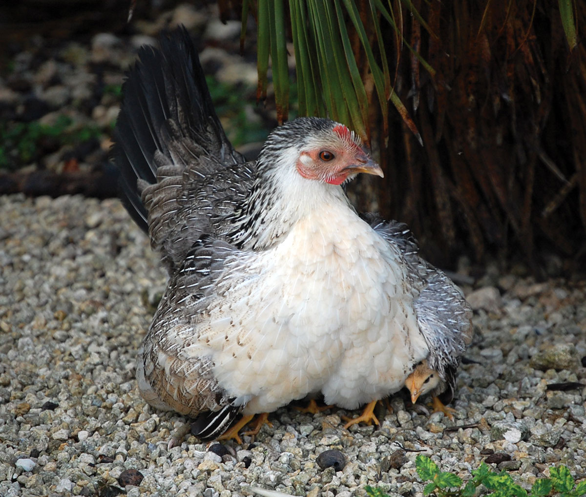 Key West hen with chicks