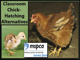 mspca_video (27K)