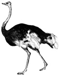 ostrich (5K)