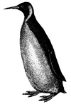 penguin (5K)