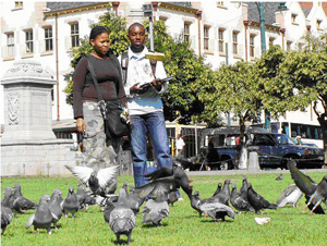 pigeon_watching (100K)