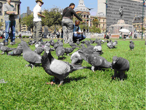 pigeon_watching2 (102K)