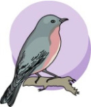 robin (7K)