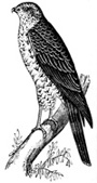 sparrow-hawk (7K)