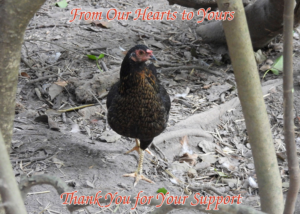 Photo of Chella the hen by Rich Cundari, Sept 22, 2021.