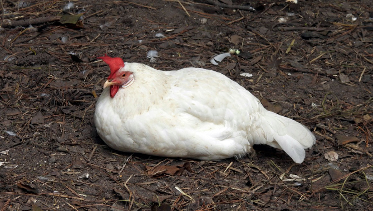UPC Photo of Petra by Rich Cundari, Sept 22, 2021.