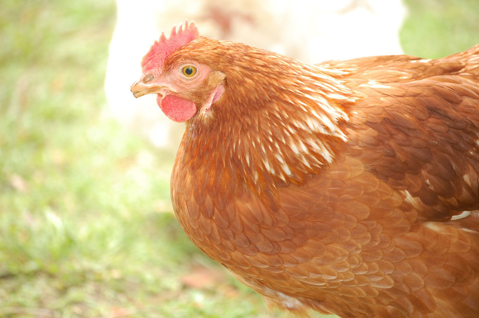 Bonnie, UPC photo by Davida G. Breier