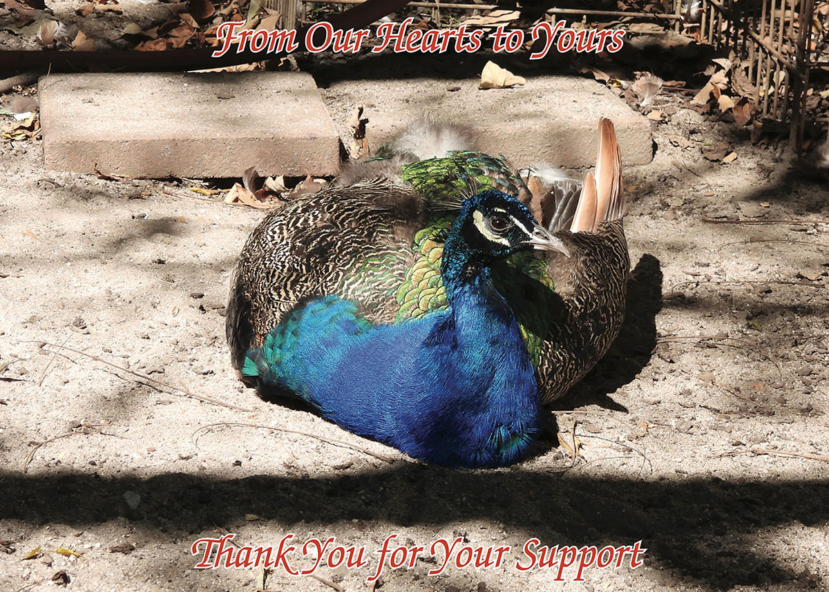 Cover photo of Frankincense (2000-2022) by Rich Cundari, Sept 21, 2022