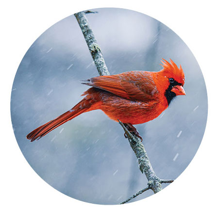 Cardinal