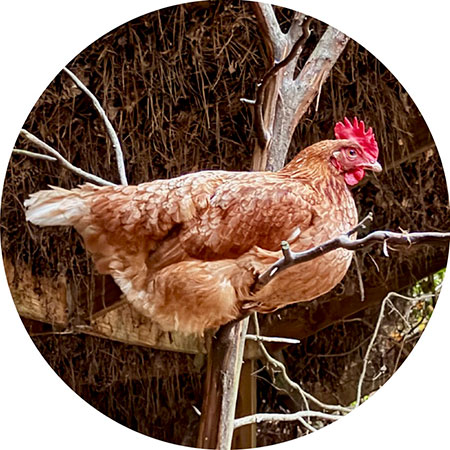 Hen in Tree