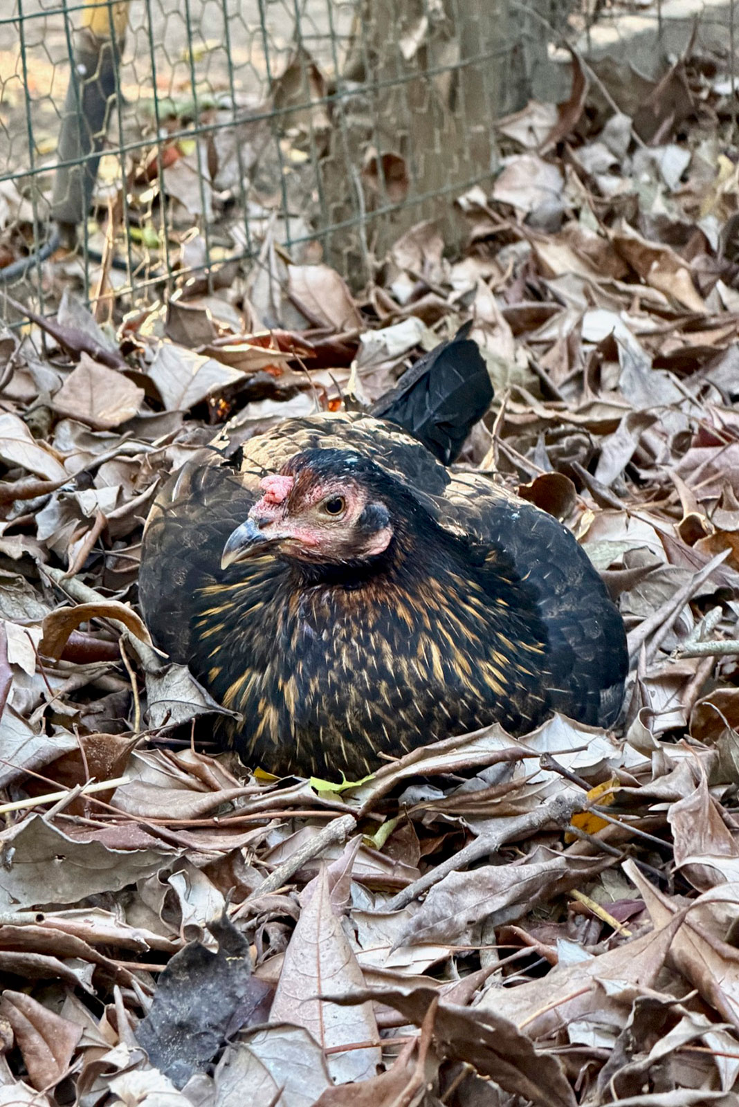 Photo of Mabel by Liqin Cao, November 9, 2025.
