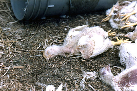 Fouling the Environment