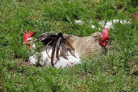 Sir Valery Valentine and Miss Sentinel Soul