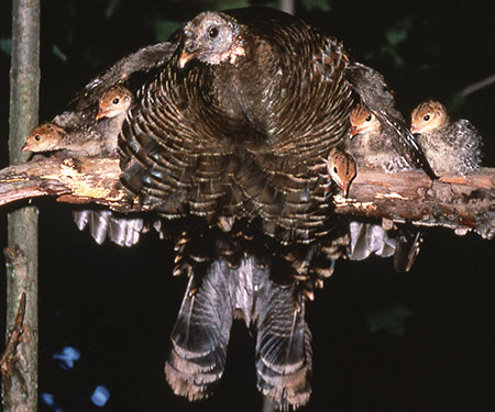 Turkey Nother and Chicks in Tree