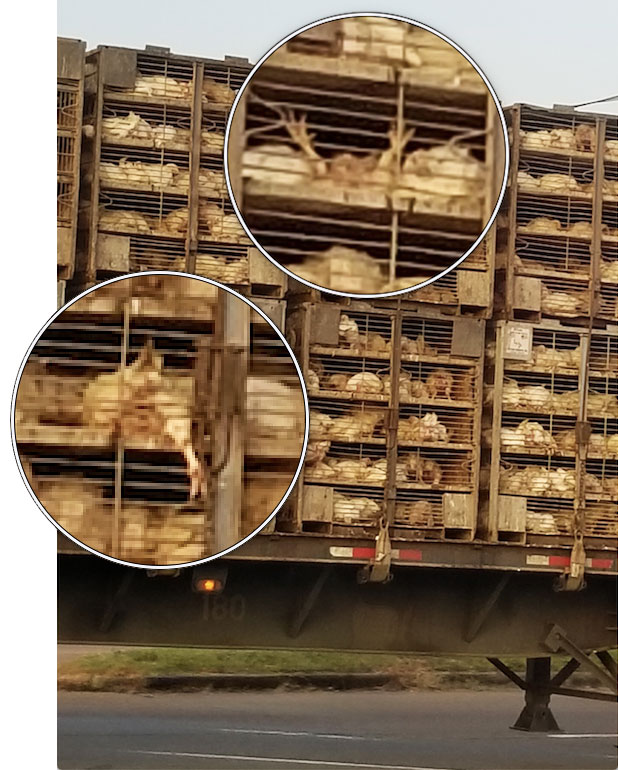 Same photo zoomed in on chickens upside-down or caught in the door.