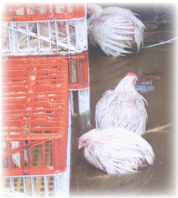 abandoned_chickens (80K)