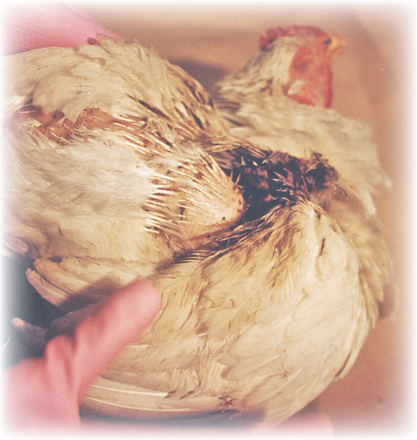 injured_chicken (77K)