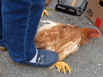 alemany_bird_stepping.jpg
