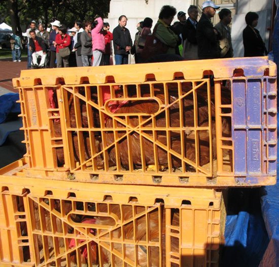 sf_market_raymond_young (98K)