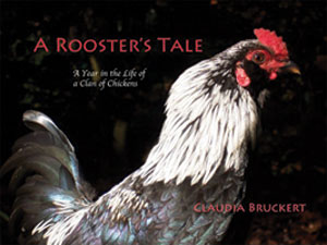A Rooster's Tale
