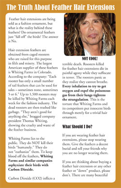 feather hair extension front