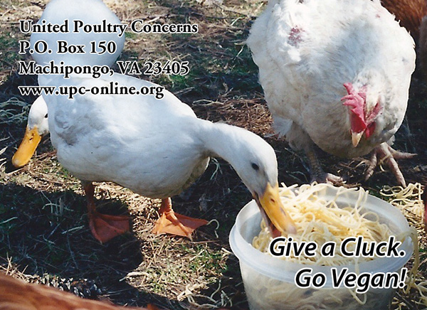 give a cluck