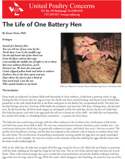 The Life of One Battery Hen