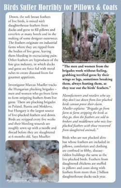 Birds Suffer Horribly for Pillows & Coats Brochure