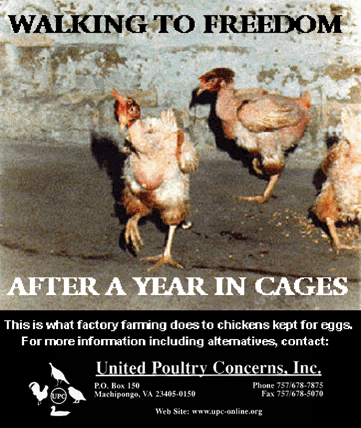 Walking to Freedom Poster