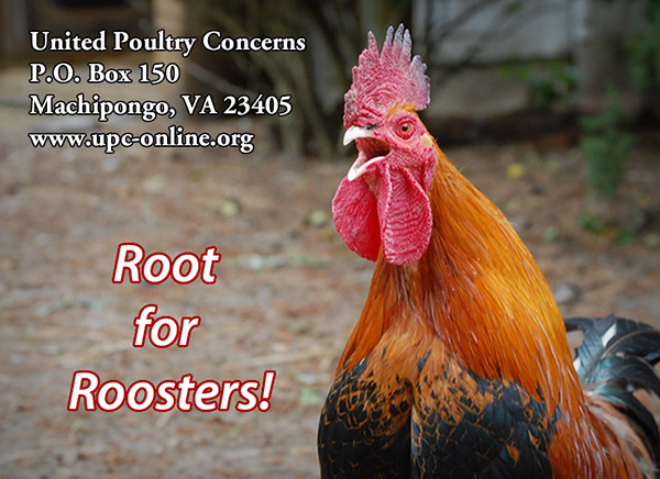 “Root for Roosters!” Stickers