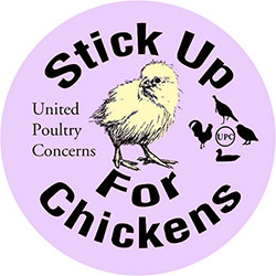 stick up for chickens lavendar