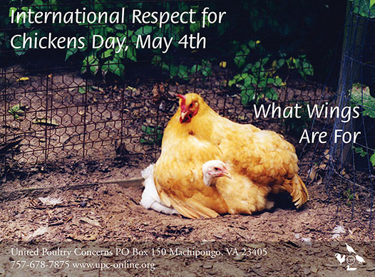 What wings Are For Poster