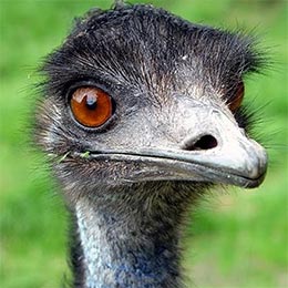 Emu