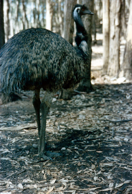 Emu Flinders Chase National Park