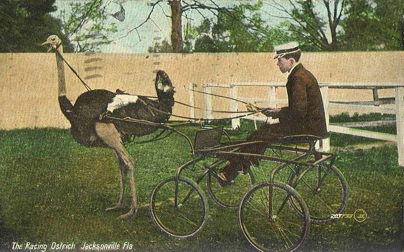 Ostriche harnessed to a cart
