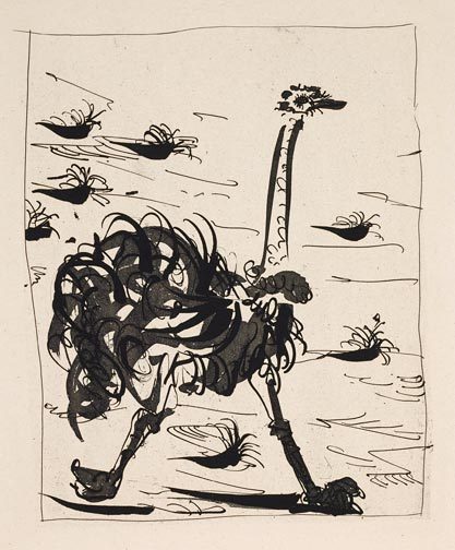 Ostrich Etching Picasso