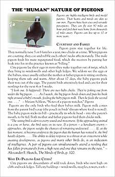 The &ldquo;Human&rdquo; Nature of Pigeons - Front