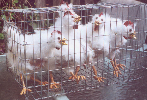 Battery Hens Display Cage