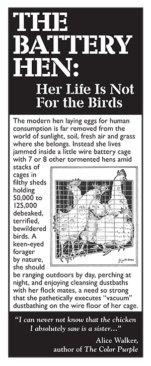 The Battery Hen: Her Life Is Not For the Birds
