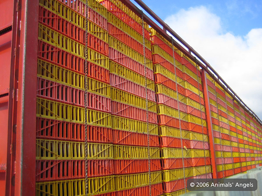 Chicken Foot left in empty crates
