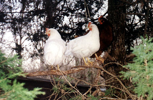 chickens_in_tree (69K)