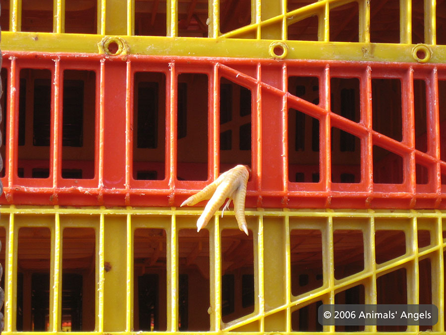 Close-up of chicken foot