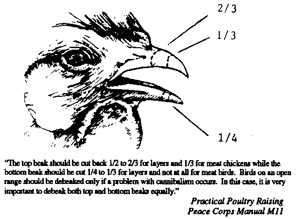 [illustration of bird with markings 1/3 2/3 and 1/4 as to where to cut off the beak]