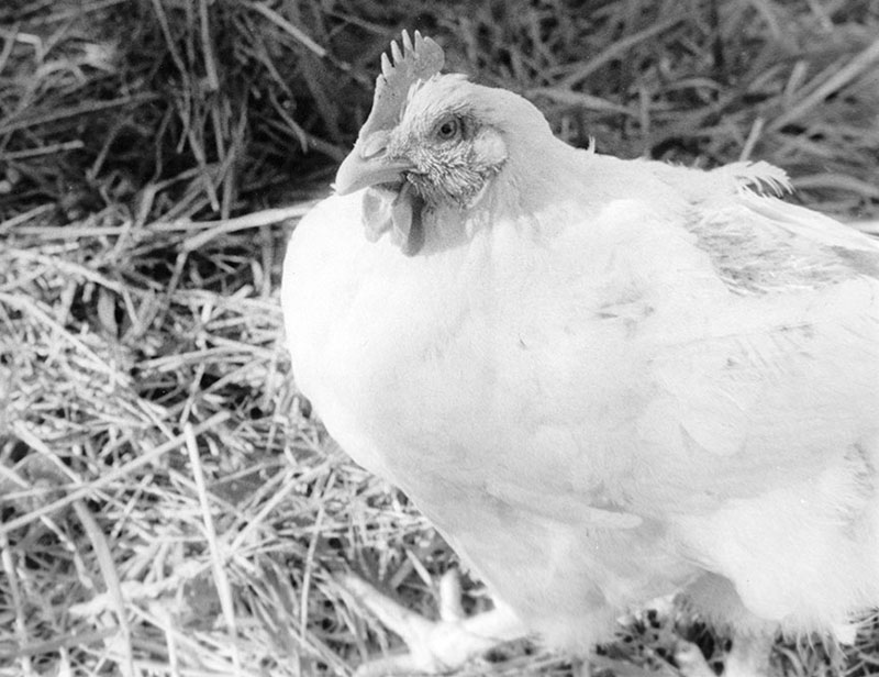 Edna