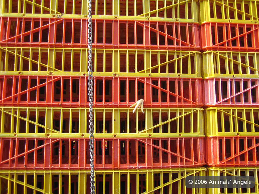 Empty Chicken Crate Foot Ripped off