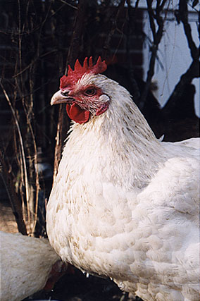 [Florence - Rescued Hen]