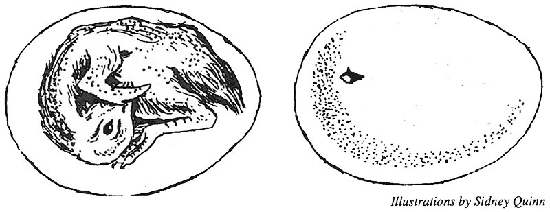 Hatching Illistration 1 by Sydney Quinn