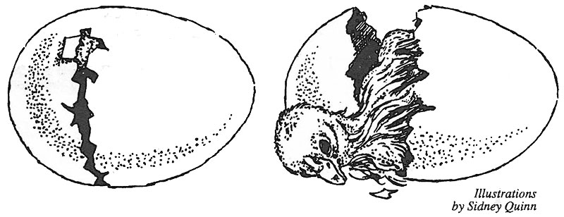 Hatching Illistration 1 by Sydney Quinn