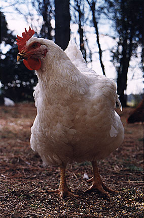 [Julia - Rescued Hen]
