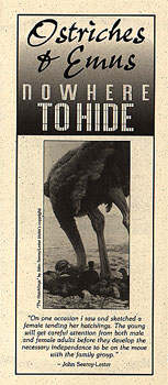 Ostriches and Emus: Nowhere to Hide